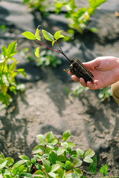 Amazing Gardening Facts You Didn’t Know