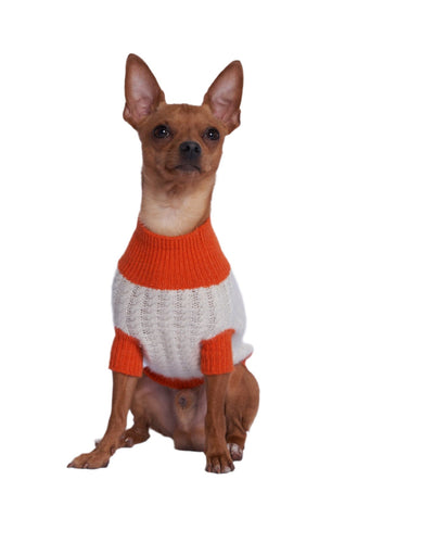 A dog wearing a white cashmere sweater with an orange wrist band, waist band and neck band. 