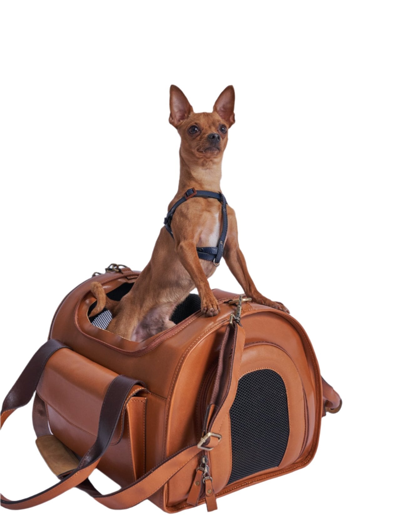 A small dog in the leather bag and posing like a hero. 