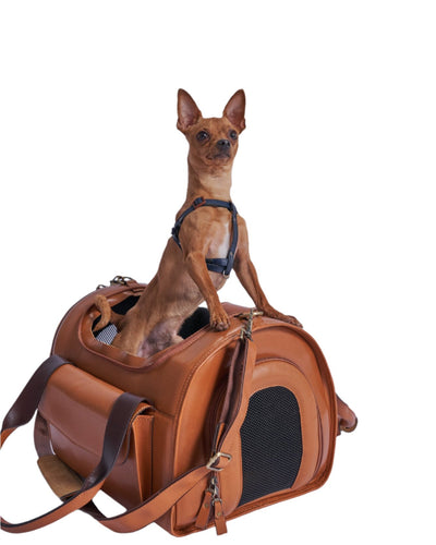 A small dog in the leather bag and posing like a hero. 