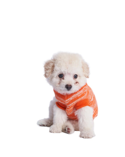 A fluffy little dog wearing an orange cashmere vest. 