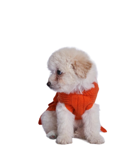 A fluffy dog wearing an orange cashmere cardigan. 