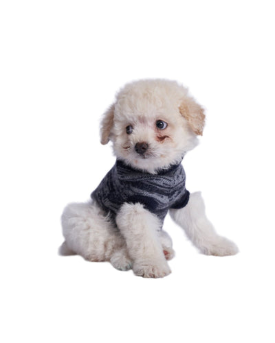 A fluffy little dog wearing a black cashmere vest.
